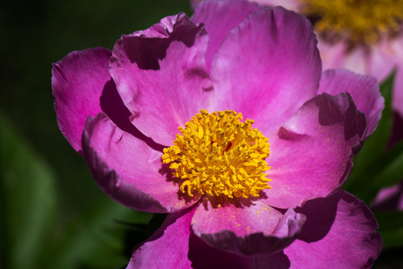 Japanese peonyの写真素材