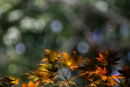 Artistic golden leavesの写真素材