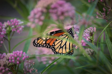 Monarch butterfly and Joe Pye weed