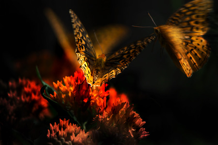 Flying butterflies clustering around orange flowerの写真素材