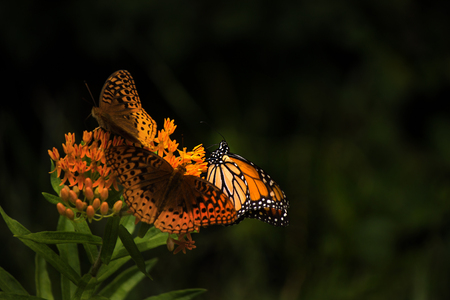 Monarch butterfly and a coupole other butterflys on flowerの写真素材