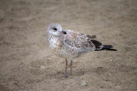 Seagull standing on sandの写真素材