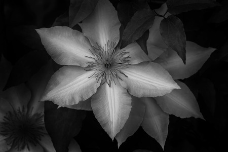 Black and white clematisの写真素材