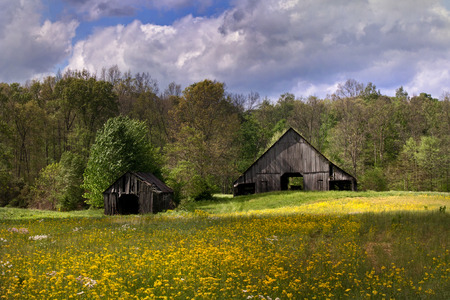 Old barn by field of yellowの写真素材