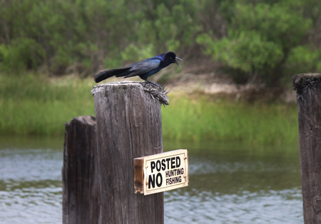 Grackle on "no fishin" signpost by waterの写真素材