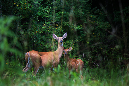 White tailed deer doe and fawn by woodsの写真素材
