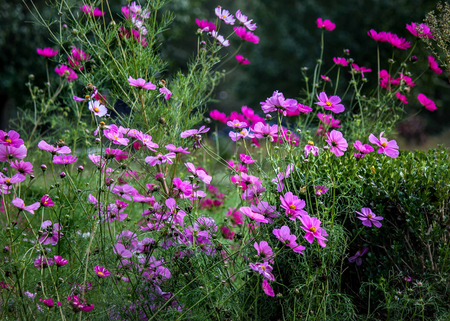 Cosmos borden in gardenの写真素材