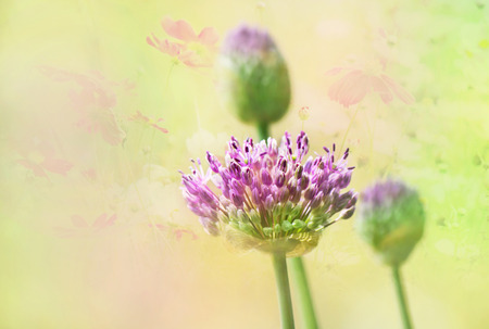 Flowerの写真素材