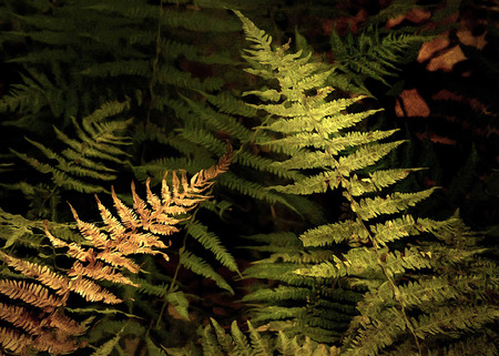 Fernsの写真素材