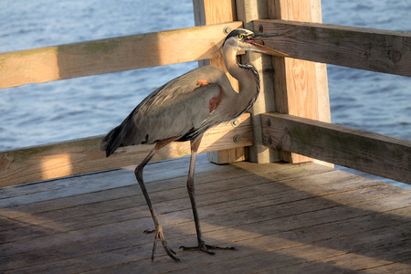 Great Blue Heron on fishing pierの写真素材
