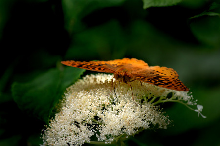 Butterfly on white flowerの写真素材