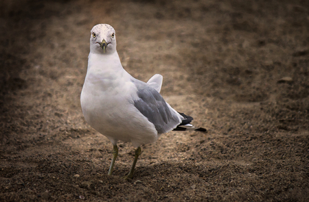 Seagull looking at cameraの写真素材