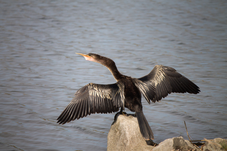 Bird drying its wingsの写真素材