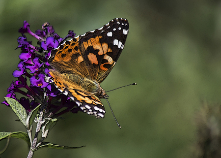 Close up of butterfly on purple flowerの写真素材