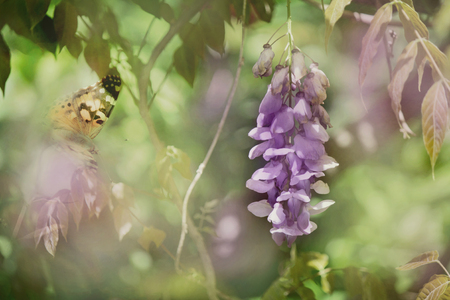 Wisteria and butterflyの写真素材