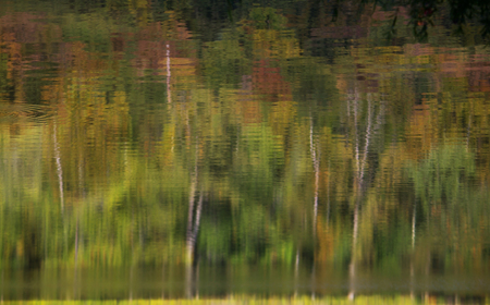 Forest reflected in waterの写真素材