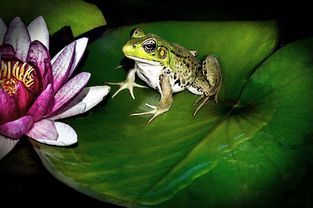 Frog on lily padの写真素材