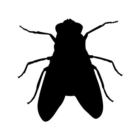 Silhouette of a black flyのイラスト素材