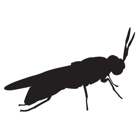 Black Solder Fly larvae asset vector illustrationのイラスト素材