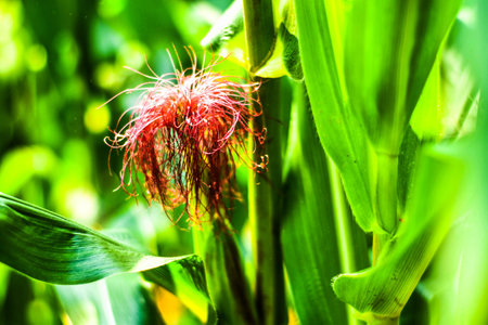 Closeup corn on the stalk in the corn field