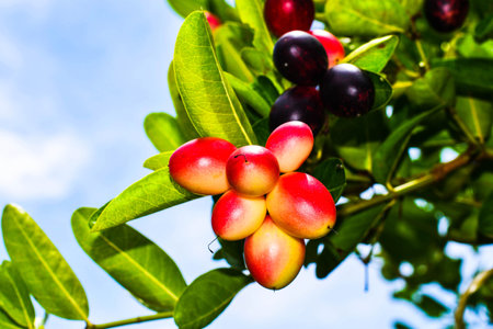 Karanda or Carunda, fruit or herbs, tropical fruit from Asia in Thailandの写真素材