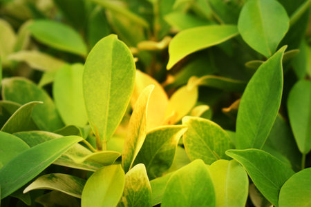 Closeup nature view of green leaf in garden at summer under sunlight. Natural green plants landscape...