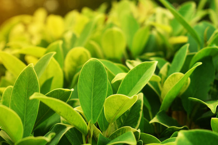 Closeup nature view of green leaf in garden at summer under sunlight. Natural green plants landscape...