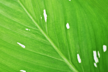 Closeup nature view of green leaf texture on sunlight using as a background and wallpaper concept -...