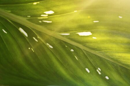 Closeup nature view of green leaf texture on sunlight using as a background and wallpaper concept - Selective focusの写真素材