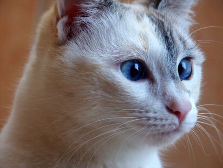 catの写真素材