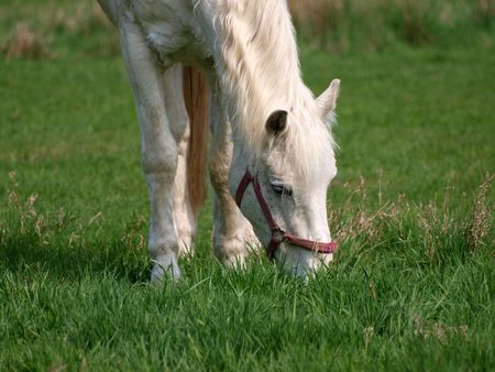 horseの写真素材