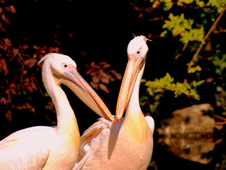 pelicans in tfe zoo of Frankfurt in Germanyの写真素材