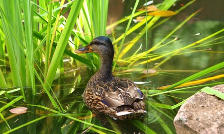 duck in reeds on a pondの写真素材