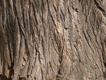 details of an tree bark from an old treeの写真素材