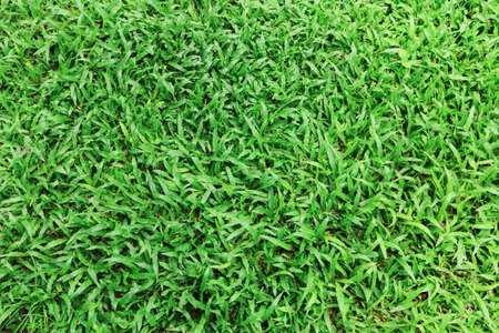Texture of green grass in the gardenの写真素材