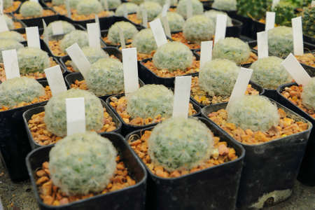 Colorful white thorn cactus growing in black potの写真素材