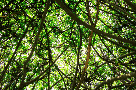 Bottom view of texture of tree branch with green leaveの写真素材