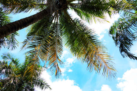 Bottom view of coconut tree branch with blue sky backgroundの写真素材