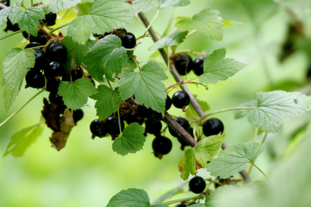 The branch of black currant