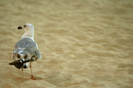 Seagull staying on the sand and looking aroundの写真素材