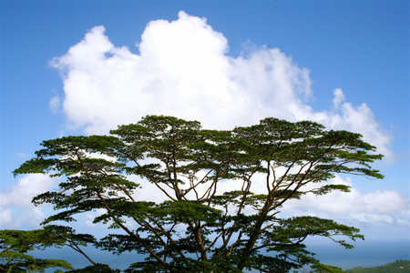 The tree on the blue sky background