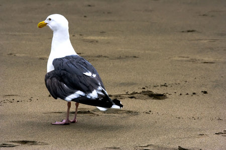 Seagull staying on the sandの写真素材