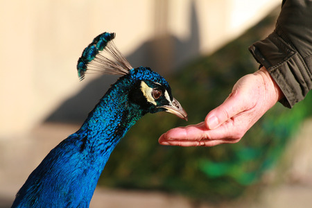 Peacock eating from hand in park.の写真素材