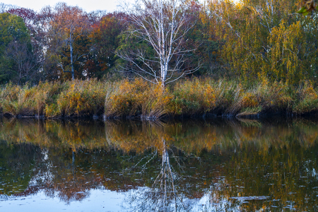 Trees on island on pond in park at autumnの写真素材