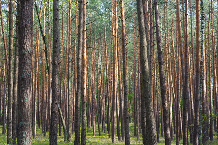 Many trunks of young pine forestの写真素材