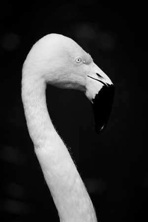 Side view of Flamingo head and neck, black and white picture with high contrastの写真素材