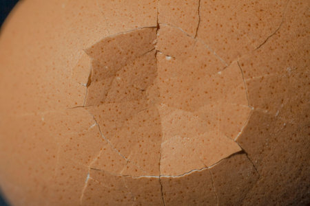 Cobweb pattern on broken egg shell