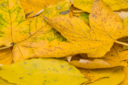 Background made of autumn yellow leaves of sycamore species of maple