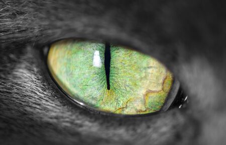 Macro close-up of grey fury cats green eye with narrow pupilの写真素材