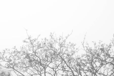 Bare branches of tree in the mist, abstract background with copy spaceの写真素材